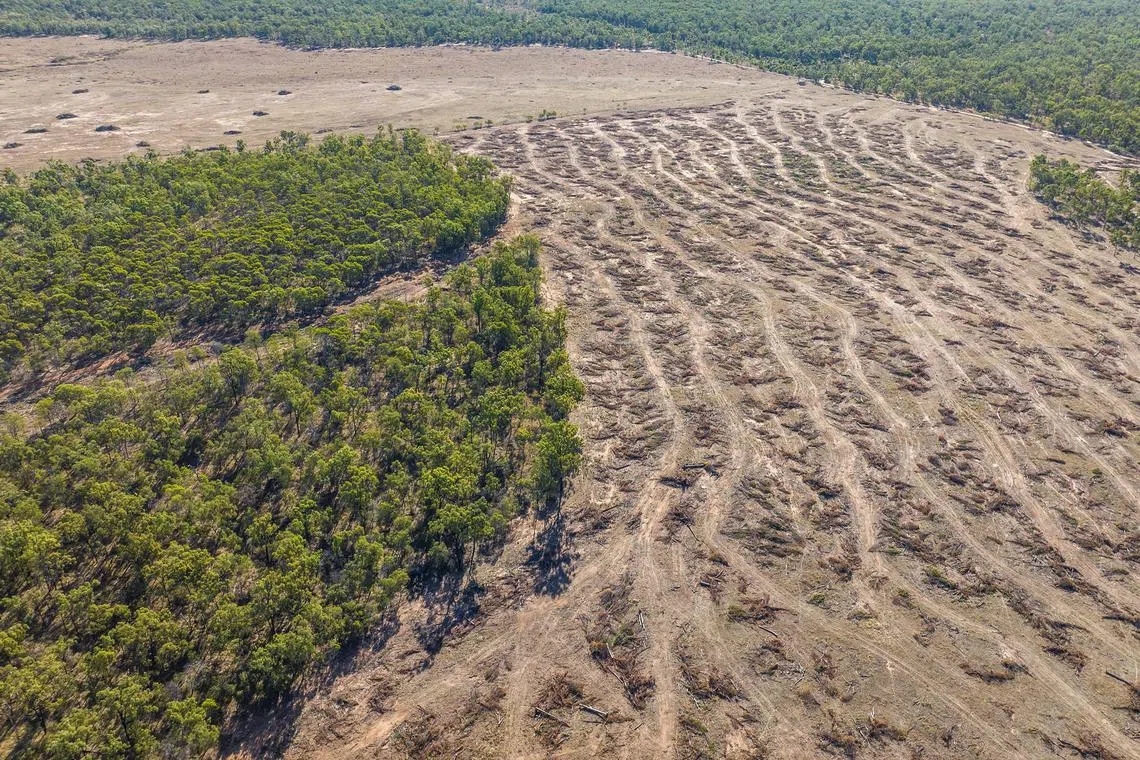 jpdeforest - Deforestation for Cattle in Queensland, Australia


Credit: Greenpix