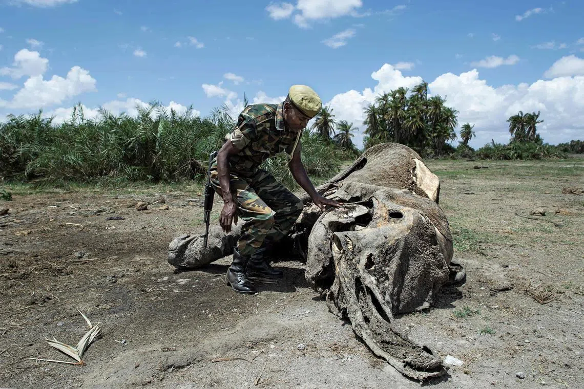 Kenya Wildlife Services (KWS) Ranger, Josphat Wangigi (C) crouches next to the carcass of a 32 year old female elephant that he discovered weeks earlier amidst palm bushes at the Amboseli National Park on November 29, 2022. - In southern Kenya's famed Amboseli National Park, flanked by the majestic Mount Kilimanjaro, the signs of the drought are everywhere.
The earth is dry and cracked, animal bones lie along the trails and emaciated trees with yellowing leaves bear witness to the impact of the worst drought in 40 years.
Its latest victim was just seven years old -- far shy of the species' usual life expectancy of six decades. (Photo by Tony KARUMBA / AFP)