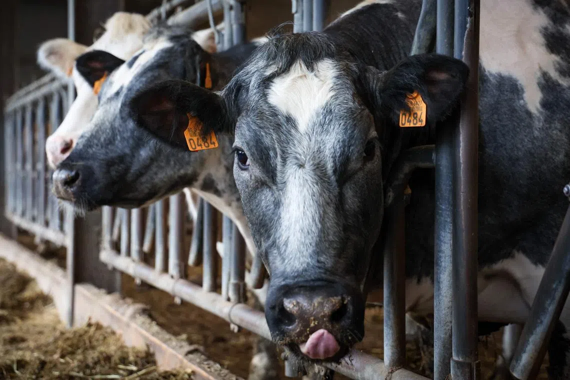 From 2030, methane emissions caused by flatulence from cattle and pigs will be taxed at a rate of 300 kroner (S$58.72) per tonne of CO2 equivalent. 