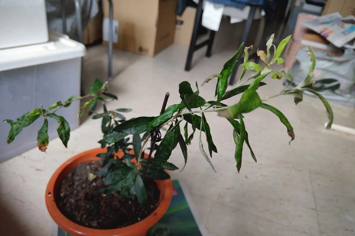 The olive plant is not an indoor plant.
