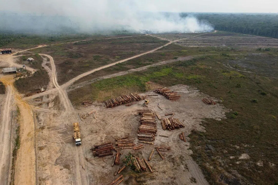 To fulfill the pledge, the world would need to ensure 10 per cent less area is deforested on average each year from 2021 to 2030.