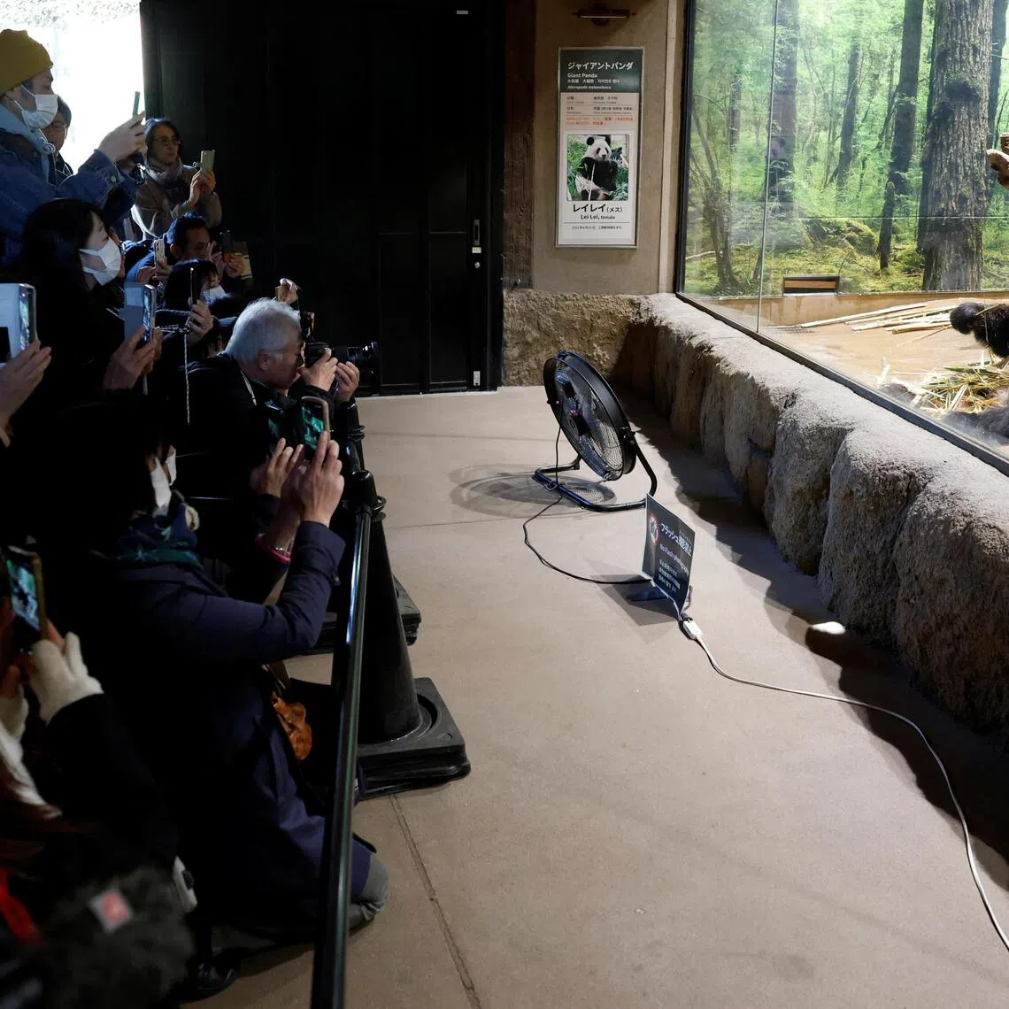 Pandas Xiao Xiao and Lei Lei have lived at Ueno zoo in Tokyo, Japan since they were born in 2021.