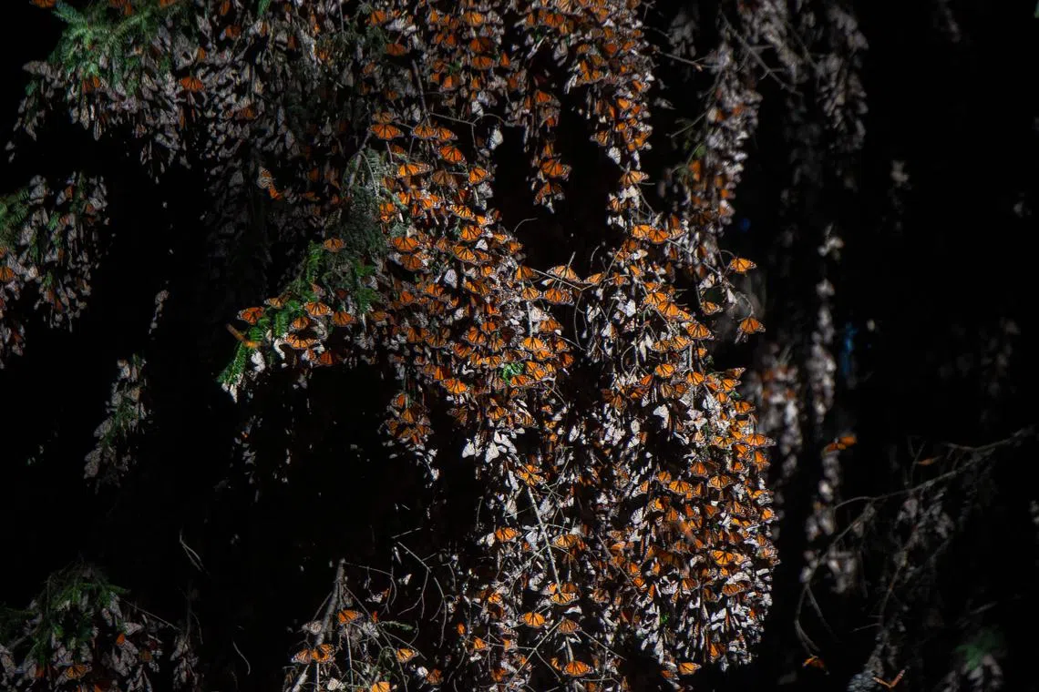 The famous Monarch butterfly migrates from the United States to Mexico.