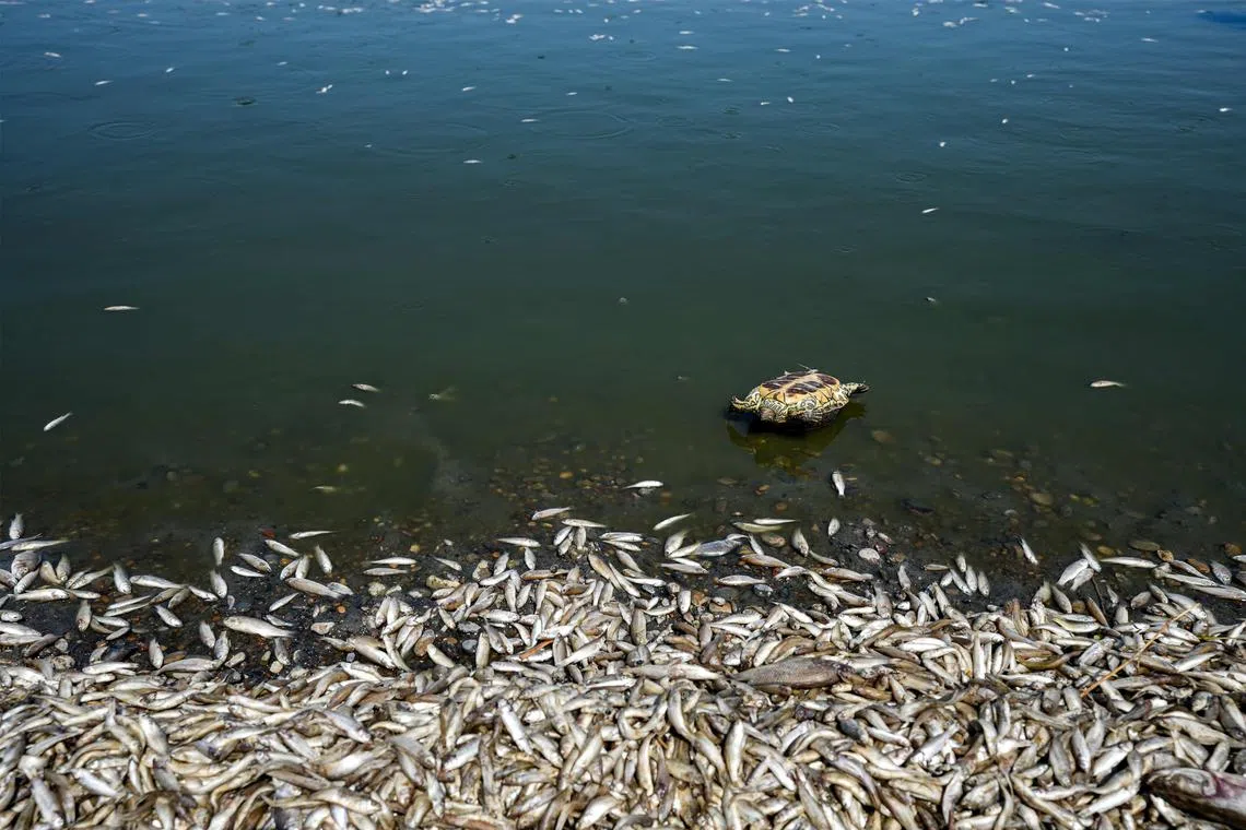 A dead turtle lies upside down near other dead fish by the bank of the Amshan river.