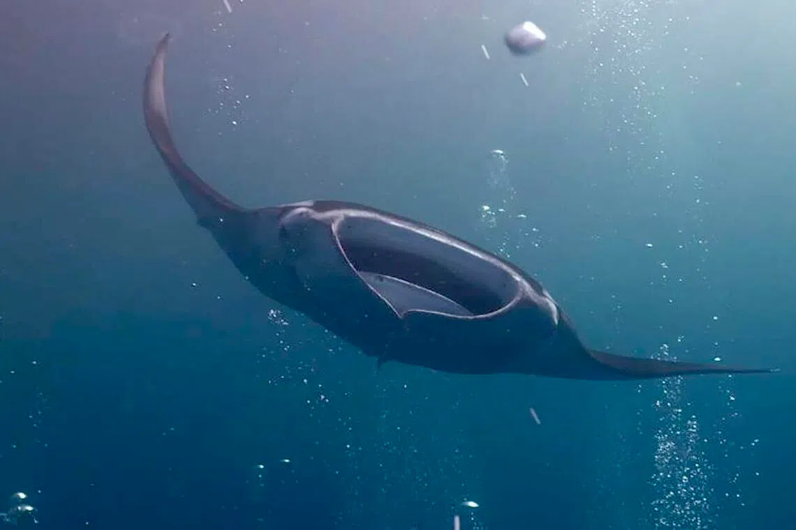The German channel draws manta rays as well as a plethora of marine life to one of Palau’s most popular dive spots.