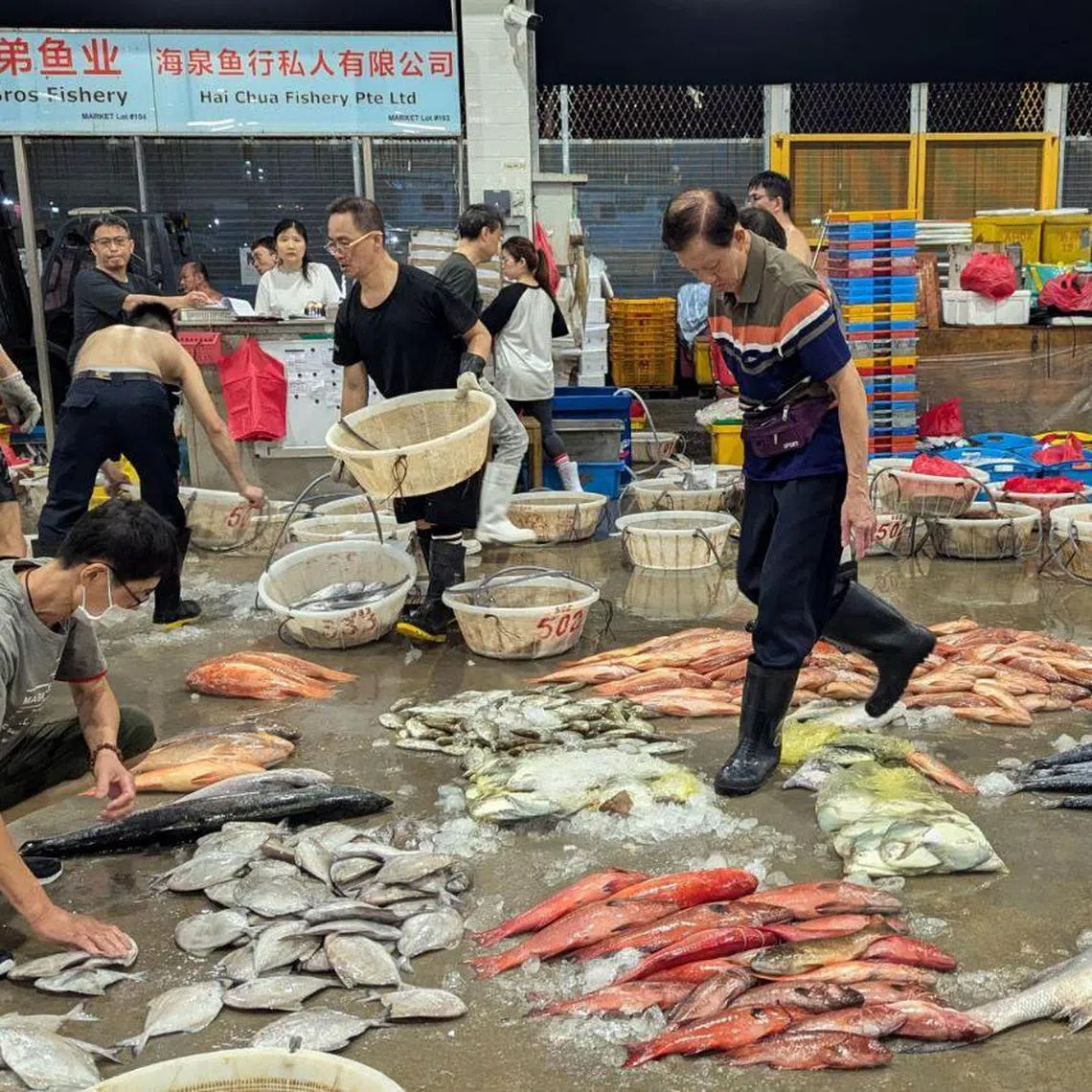 An assortment of seafood is laid on the ground at Jurong Fishery Port. They are placed on ice to retain their freshness.