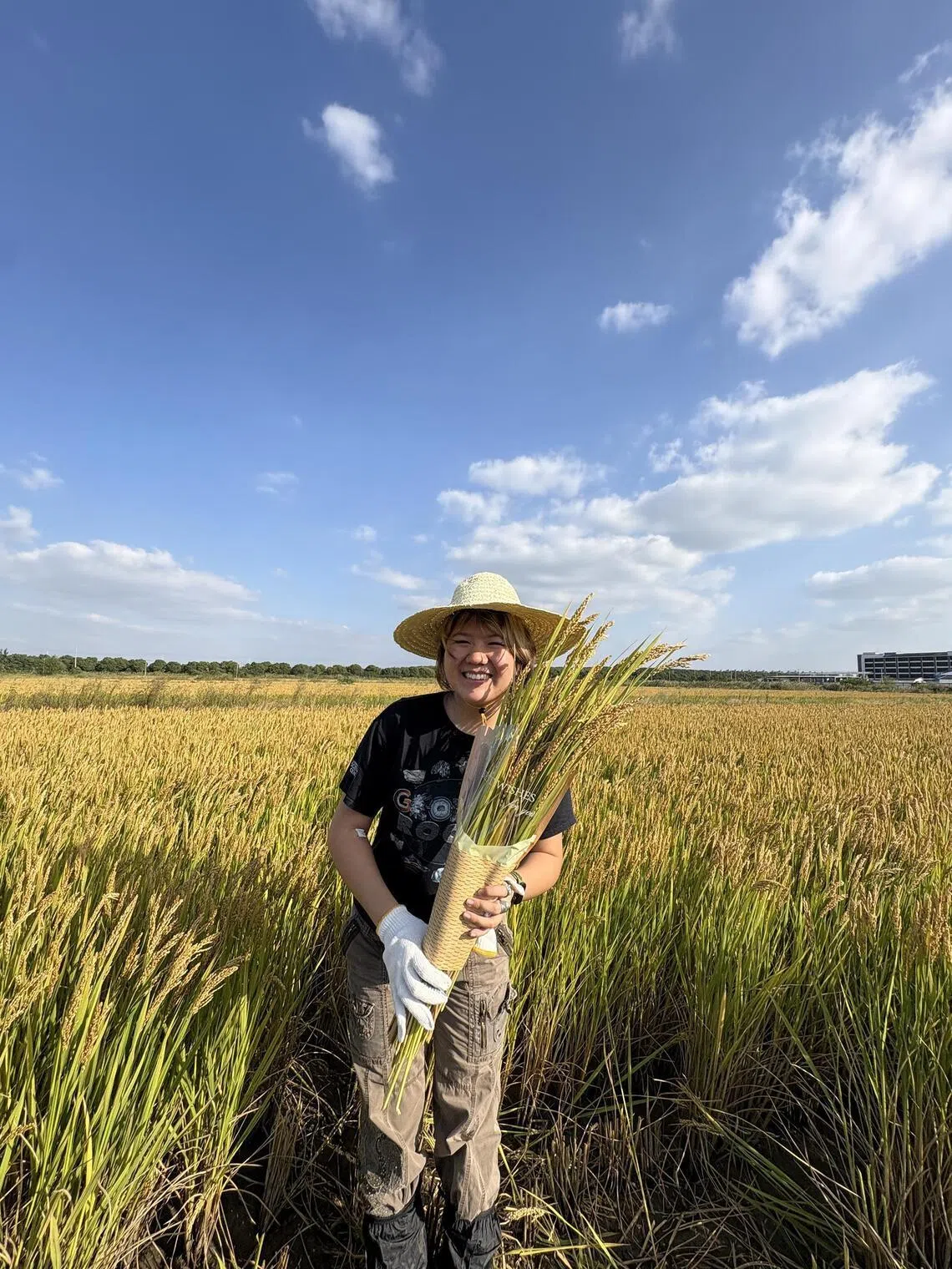 American student Coco Zhang harvests rice at an organic farm in Kunshan in October, 2025.