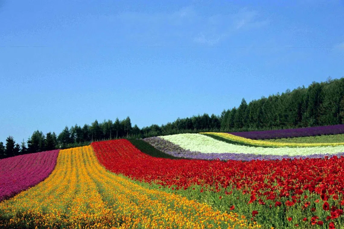 Rows of multicoloured flowers at Irodori field, Tomita farm, Furano, Hokkaido, Japan.