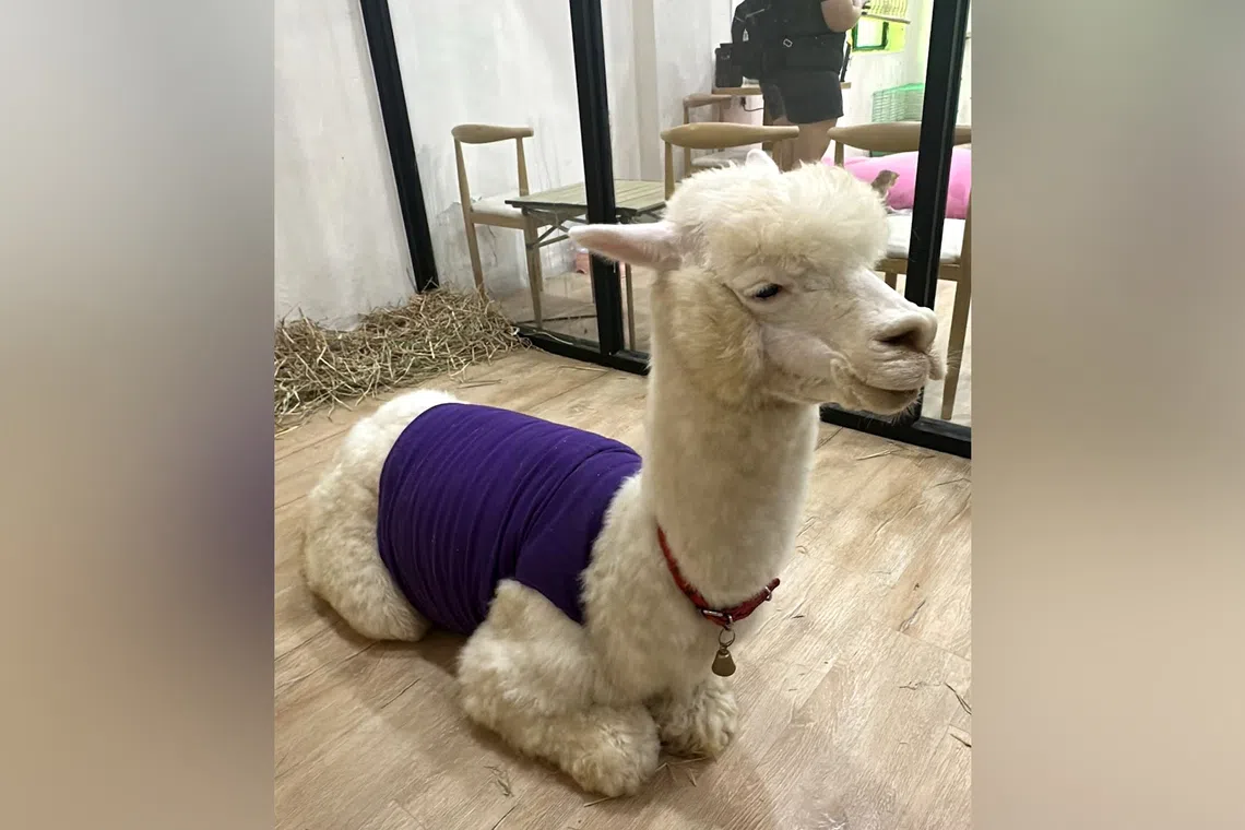 The restaurant went viral on social media for featuring an alpaca and goats alongside other animals as entertainment for customers.