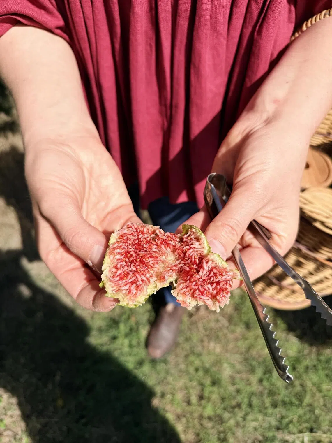 Turkish white figs, which grow from a single tree at Gully Gardens Barossa.