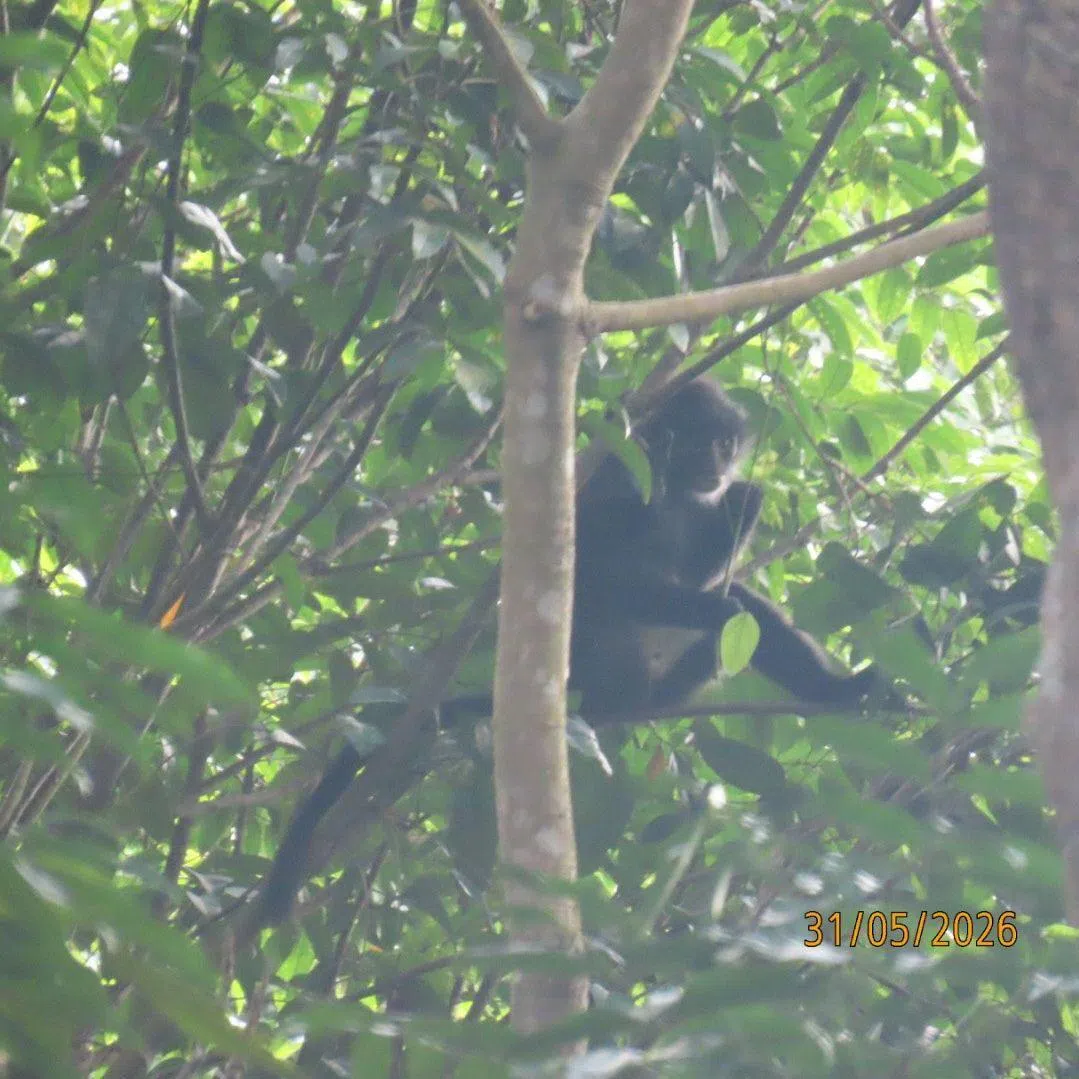 An adult male Raffles’ banded langur was spotted and photographed at the summit of Bukit Timah Nature Reserve at about 9am on May 31.
