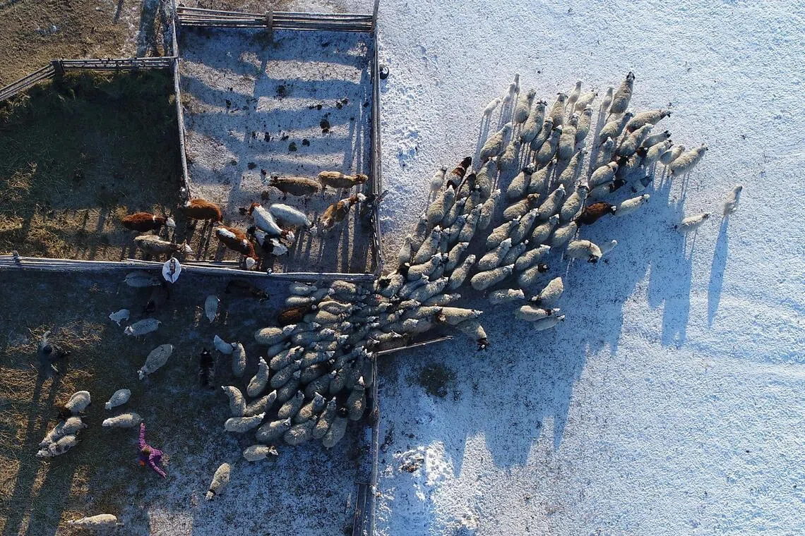 Cattle at the nomad camp of a farmer in Kara-Charyaa area south of Kyzyl town, the administrative centre of the Republic of Tuva (Tyva region) in Southern Siberia, Russia.