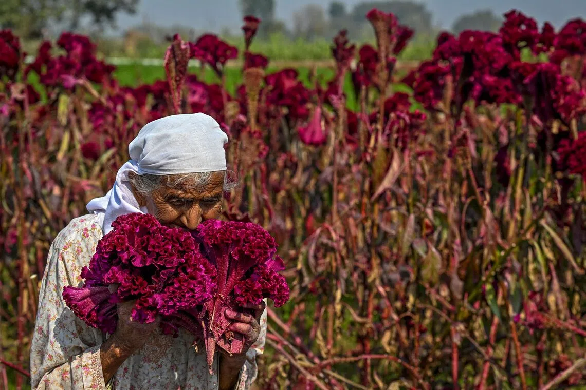 A farmer harvesting cockscomb flowers, locally known as Mawal, in a field in Srinagar on Oct 14, 2025. 