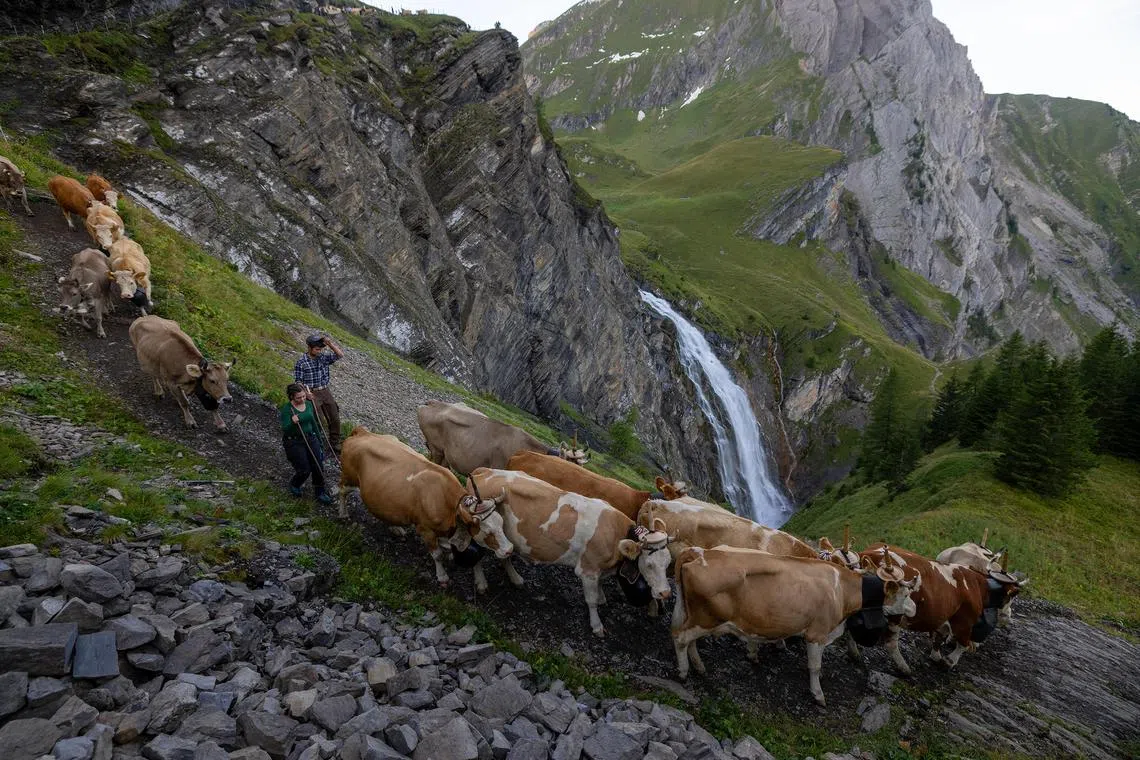 Cattle are being led down from summer Alpine grazing pastures near Engstligenalp, Switzerland, Sep 2, 2023. 