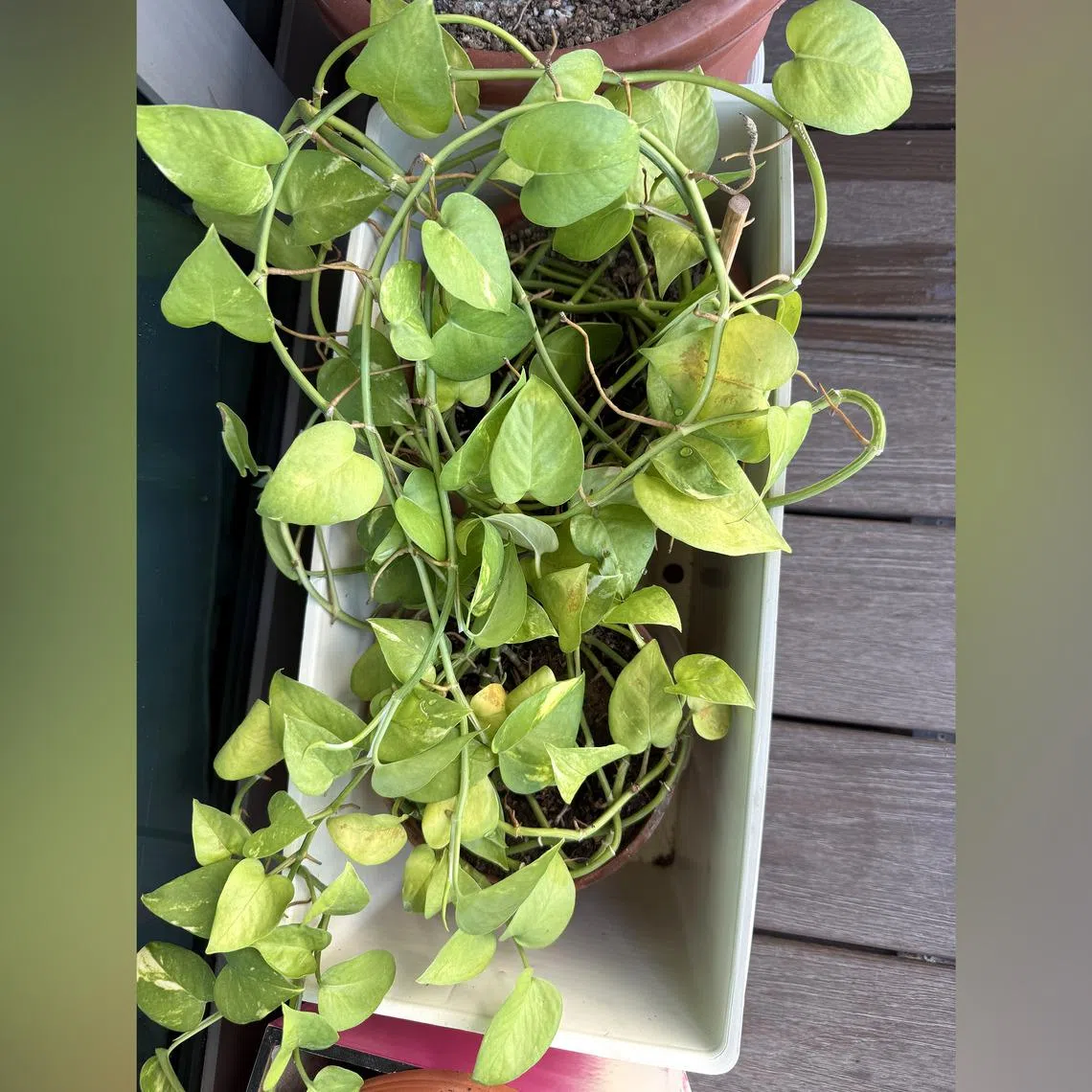 Plants in small pots will dry out quickly in the sun.