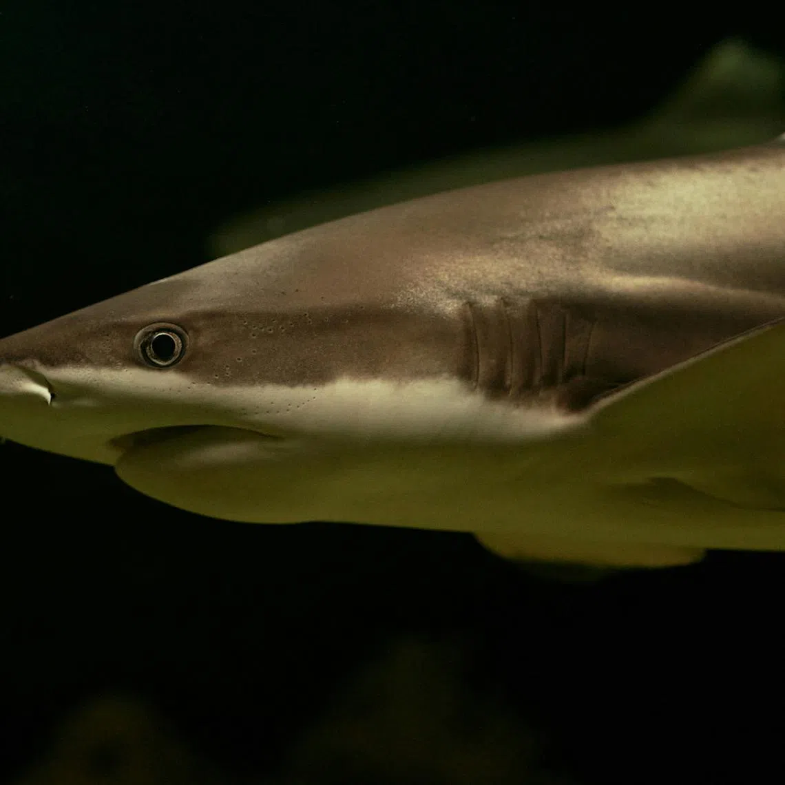 The Maldives imposed a total ban on shark fishing in March 2010, following severe restrictions that had been in place since 1998.