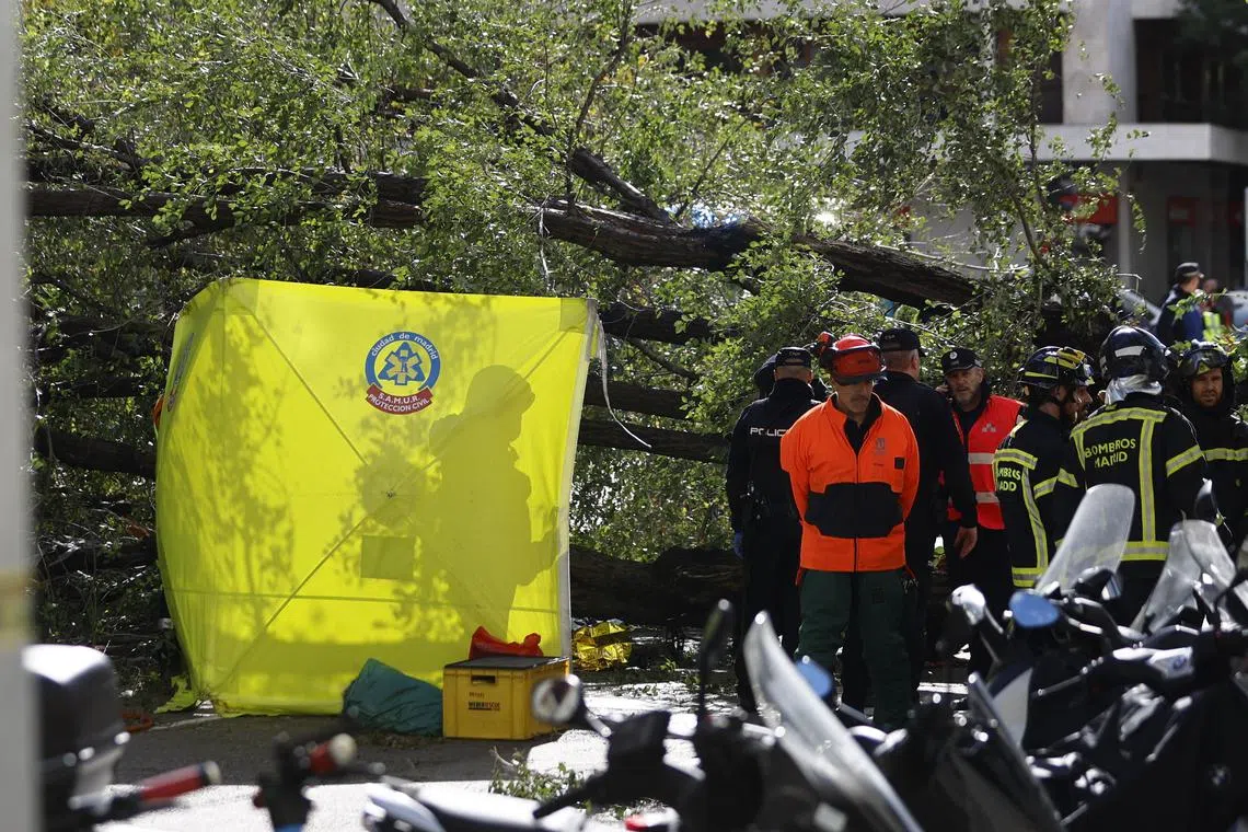 Firemen work at the site where a young woman died after she was hit by a tree uprooted by the strong wind in Madrid, Spain, on Nov 2.