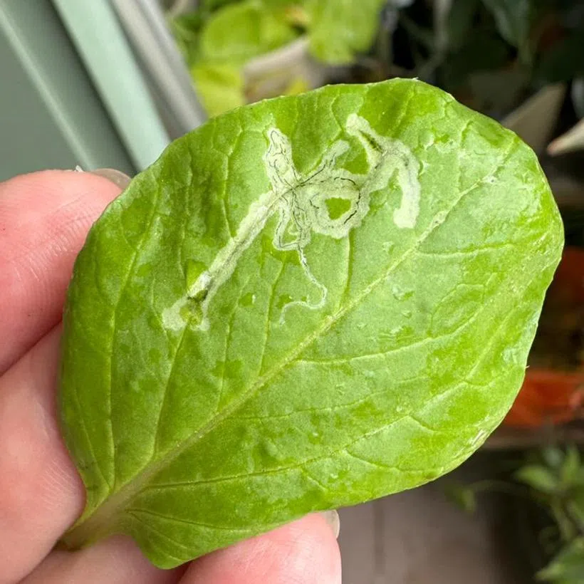 The Chye Sim has been infested with leaf miners.