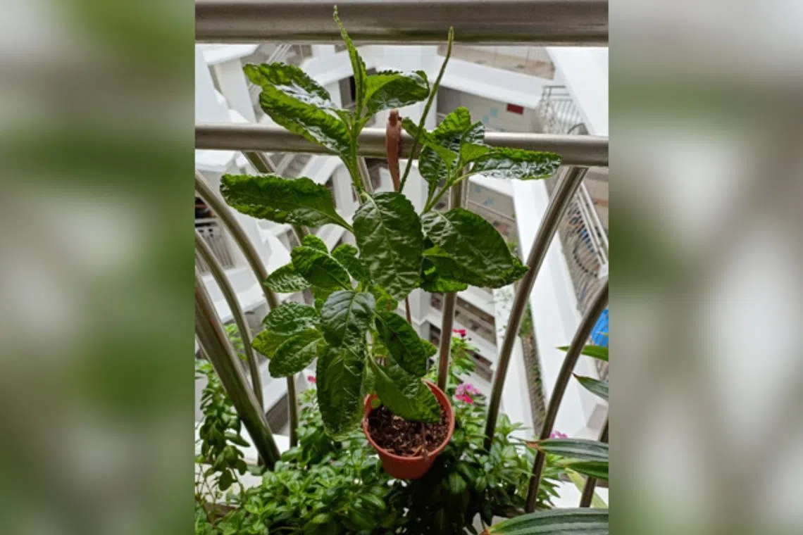 The Snakeweed thrives in direct sunlight and should be periodically pruned to encourage a bushy growth habit. 