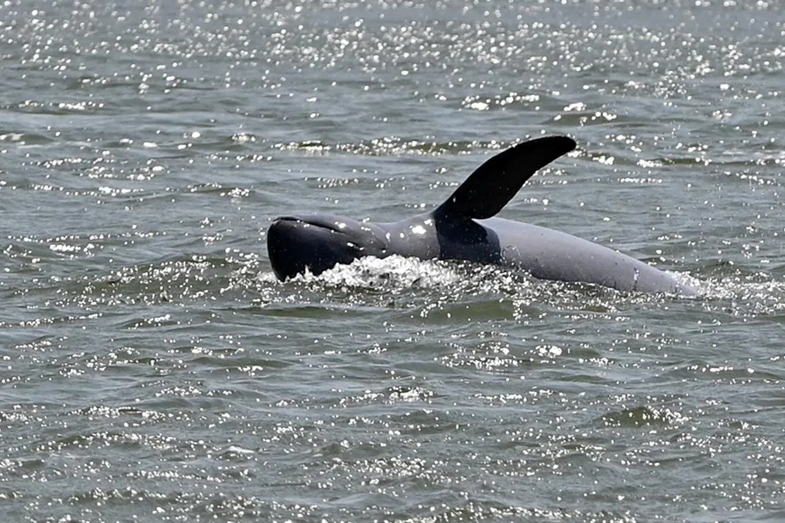 This photo taken on February 16, 2023 shows a freshwater dolphin swimming in the Mekong River in Cambodia's Kratie province. - Cambodia has announced tough new restrictions on fishing in the vast river to try to reduce the number of dolphins trapped and killed inadvertently in fishermen's nets. (Photo by TANG CHHIN Sothy / AFP) / To go with 'CAMBODIA-ENVIRONMENT-CONSERVATION-DOLPHIN,FOCUS' by Suy SE and Sarah LAI