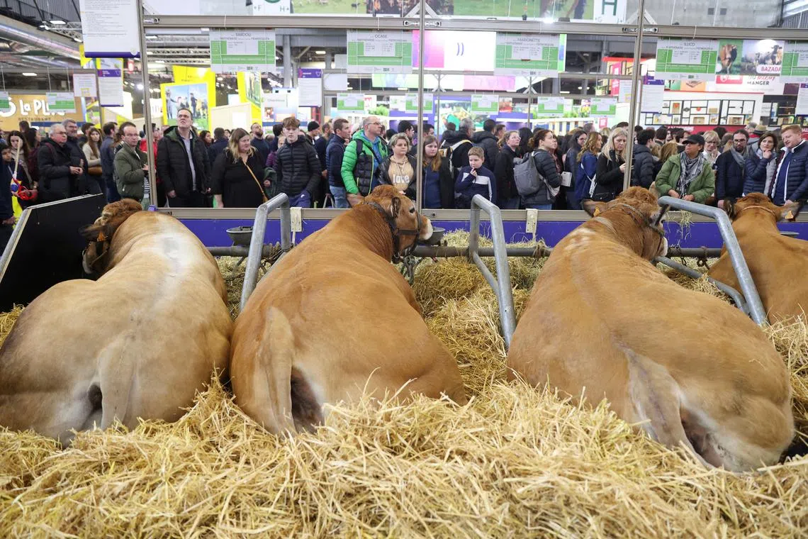 FILE PHOTO: People stand near cattle, as they visit the International Agriculture Fair (Salon International de l'Agriculture), on the day of a protest by French farmers and of French President Emmanuel Macron's visit to the International Agriculture Fair, in Paris, France, February 24, 2024. REUTERS/Johanna Geron/File Photo