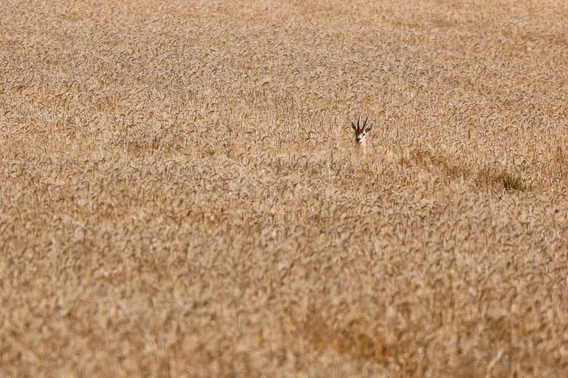A gazelle in a wheat field, amid the ongoing conflict between Israel and the Palestinian Islamist group Hamas, near the Israel-Gaza border, May 20, 2024. 