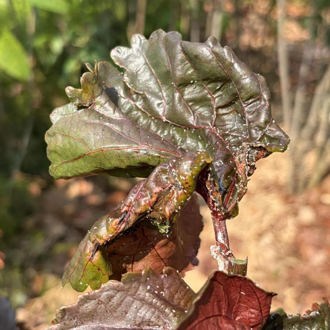 Small, soft-bodied pests tend to congregate on newly produced plant parts as they are tender and full of sap. Their feeding pattern causes developmental issues where leaves crinkle up and serve as hiding spots for these pests. Curled-up plant parts are better pruned away as horticultural oil application may not be able to reach them.