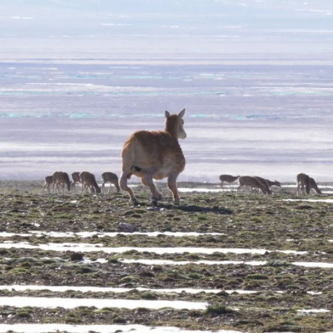 China is using a “robot antelope” to monitor in real time the migration of the Tibetan antelope.