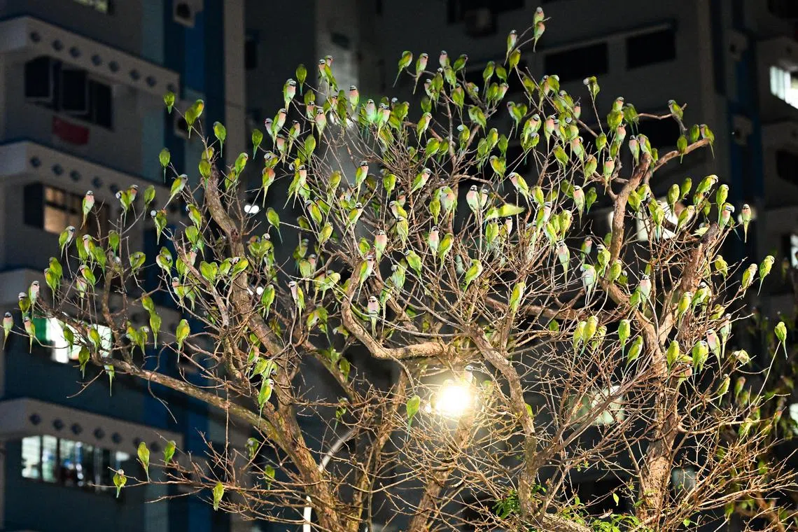 A resident said the flocks of birds start taking flight at about 7am and return to the trees about 12 hours later in the evening.