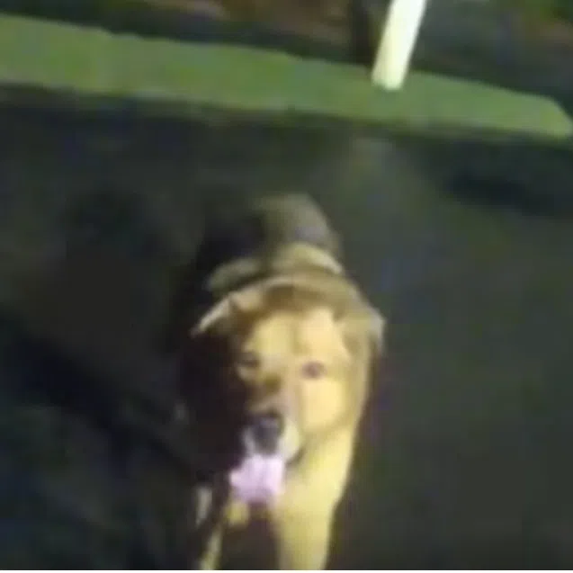 Police officer Devon Miller spotted the brown dog at the side of the road.