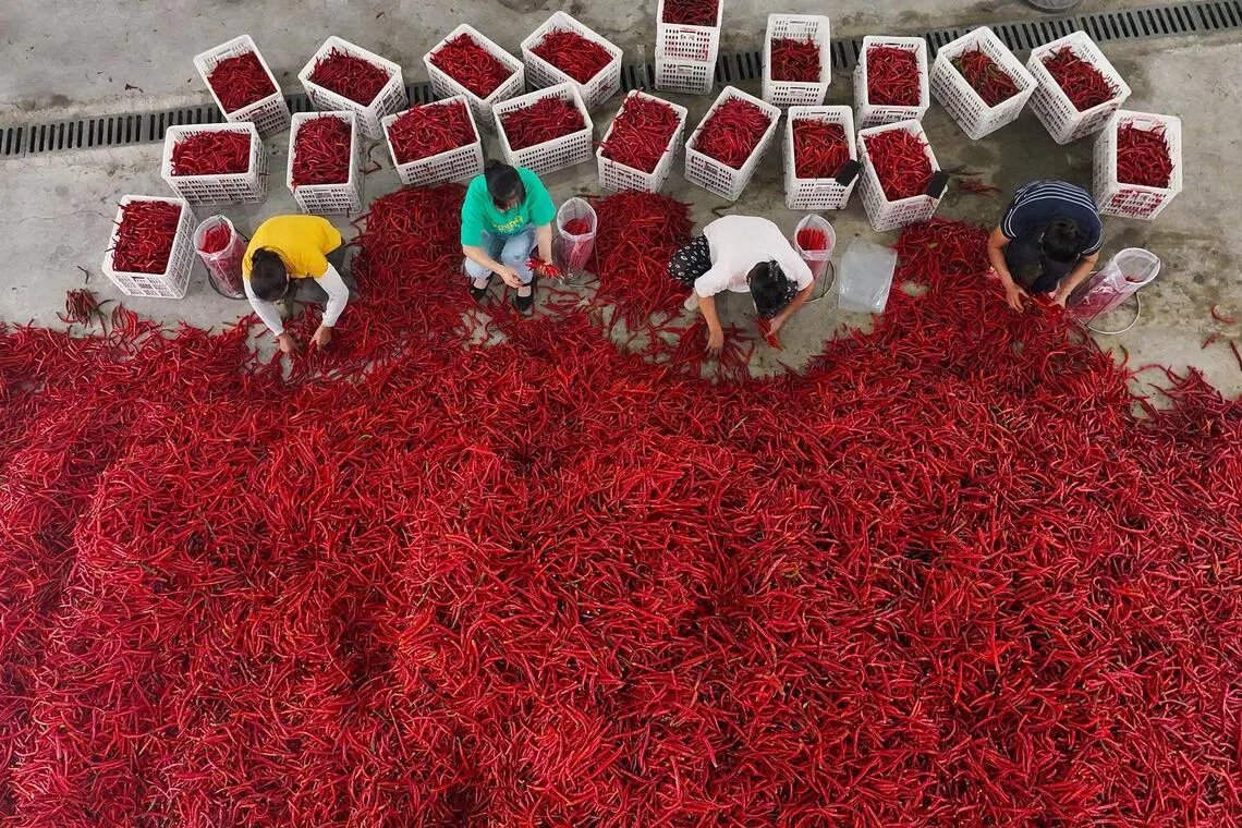 Villagers sort chilies at a chili pepper processing enterprise in Heixi, in Chongqing municipality, in southwest China on September 6, 2026. (Photo by CN-STR / AFP) / China OUT