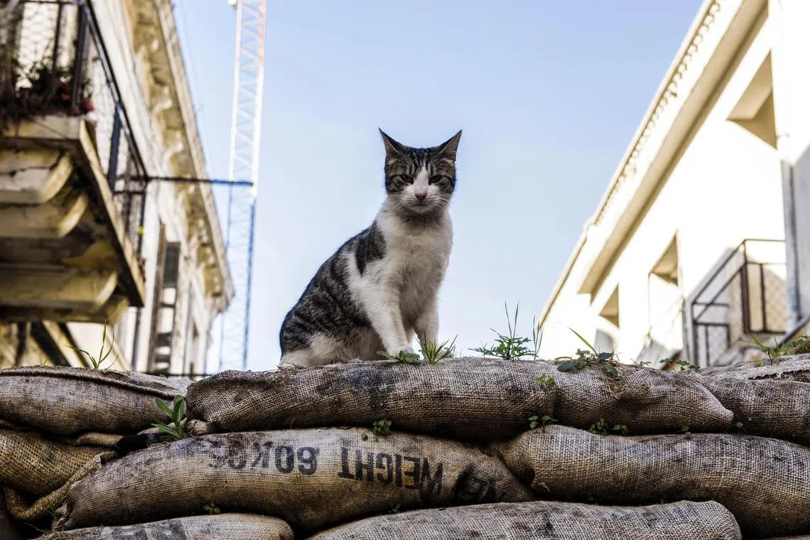 Organisers of an annual hunting competition caused an uproar when they announced a new category for children under 14 to hunt feral cats for a top prize of 250 New Zealand dollars (S$207).