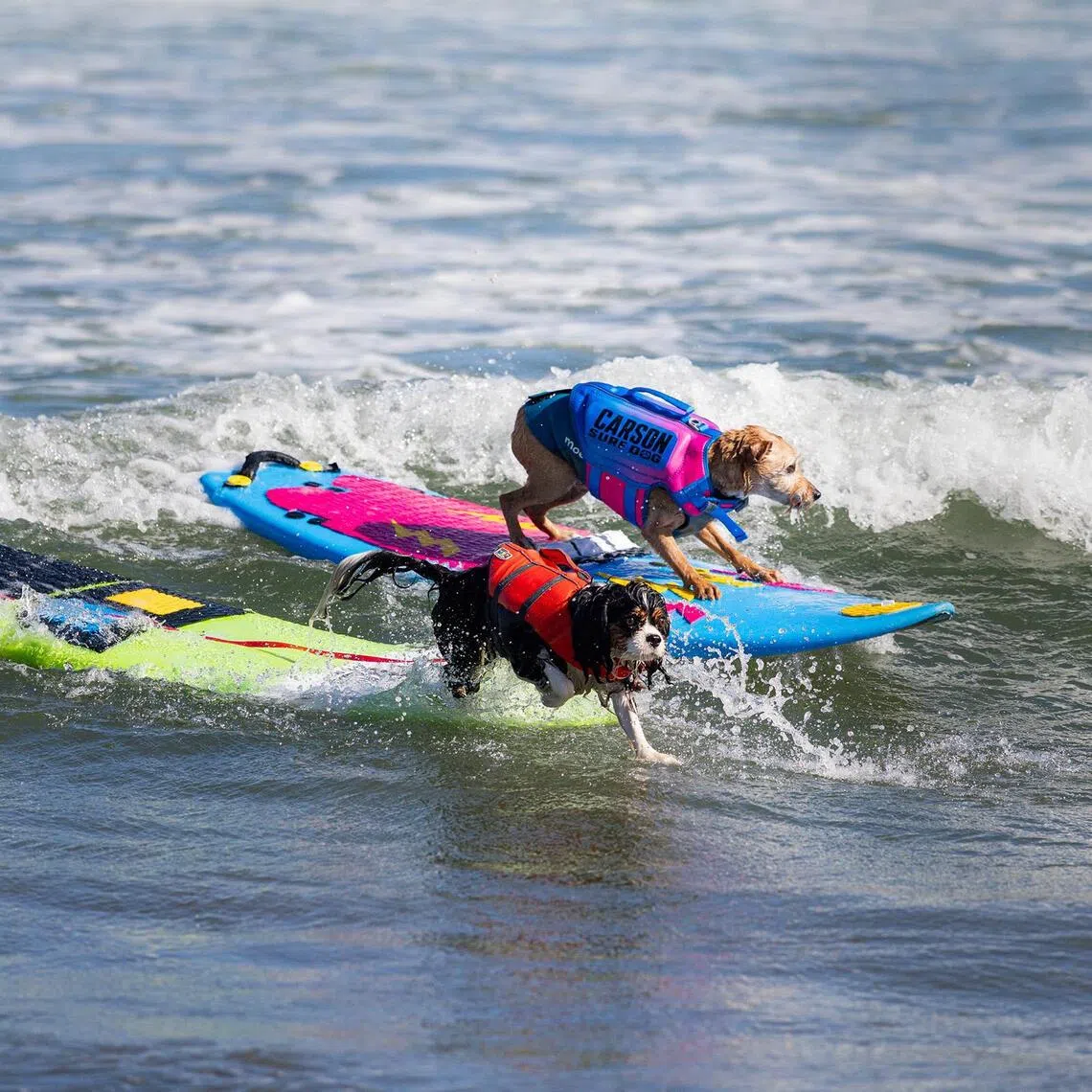 Sammy Jr, a King Charles Cavalier Spaniel, and Carson, a rescue from southern California, share a wave.