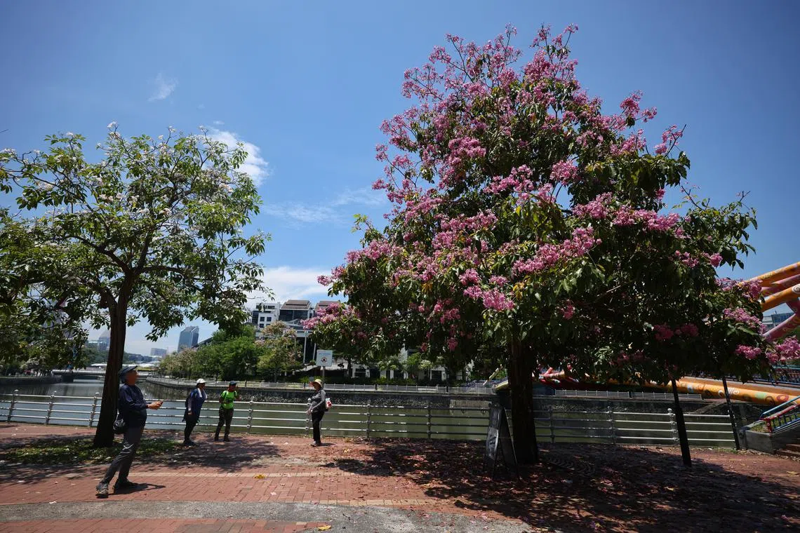 A group of people stopping to look at the flowering trumpet trees along Robertson Quay on Aug 22, 2024.