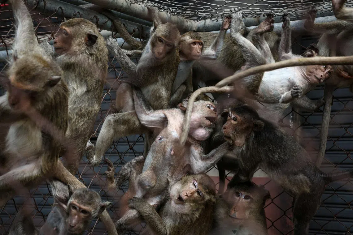 Long-tailed macaques are seen inside a cage near Phra Prang Sam Yot temple, which was set up by Department of National Parks, Wildlife and Plant Conservation personnel in order to capture monkeys, in Lopburi, Thailand, June 5, 2024. In May, local authorities stepped up the push against unruly monkeys, including boosting sterilisation efforts that began during the pandemic. "Our goal is to neuter all the monkeys, 100 percent of them," local veterinarian Patarapol Maneeorn from the government wildlife department said in September. The monkeys would then be put into a designated area where they will be looked after, he said. Five months after the start of the government's campaign, Lopburi's primate pandemonium has finally come under control, with around 1,600 monkeys in captivity.        REUTERS/Chalinee Thirasupa