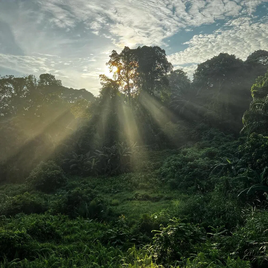 Singapore signed its third carbon trading deal with the Philippines on April 30.
