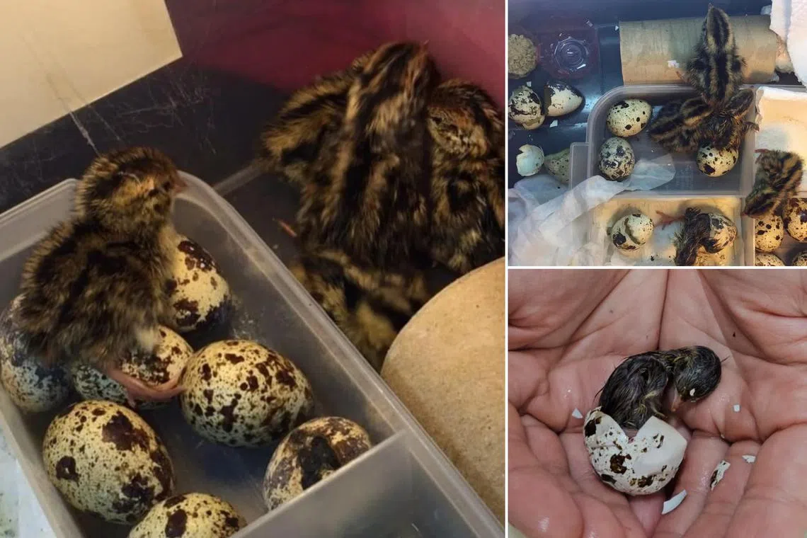 ecfun27 - Your kids can learn science concepts such as heat and life cycle while building an incubator and hatching quail eggs.

PHOTO: HOUSE OF HOWS EDUCATION