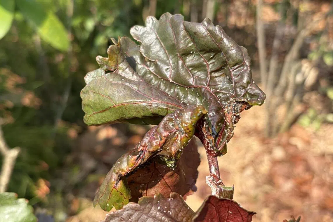Small, soft-bodied pests tend to congregate on newly produced plant parts as they are tender and full of sap. Their feeding pattern causes developmental issues where leaves crinkle up and serve as hiding spots for these pests. Curled-up plant parts are better pruned away as horticultural oil application may not be able to reach them.