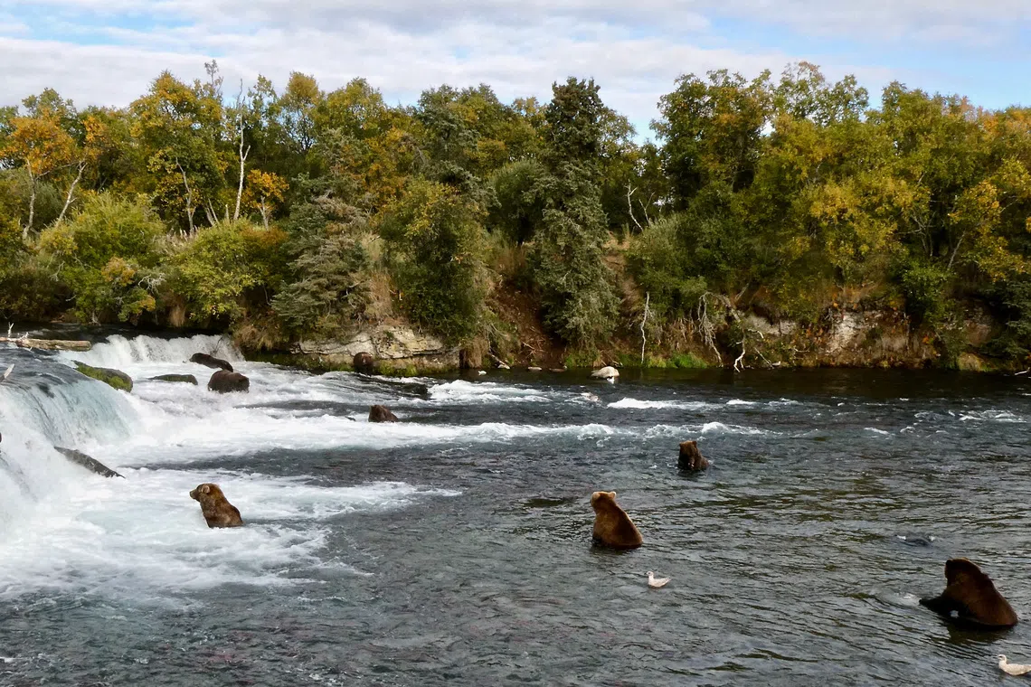 FILE PHOTO: Grizzly bears search for migrating salmon to help fatten up for the winter hibernation, at Brooks Falls in Katmai National Park, Alaska, U.S., September 21, 2019. Naomi Boak/National Park Service/Handout via REUTERS/File Photo