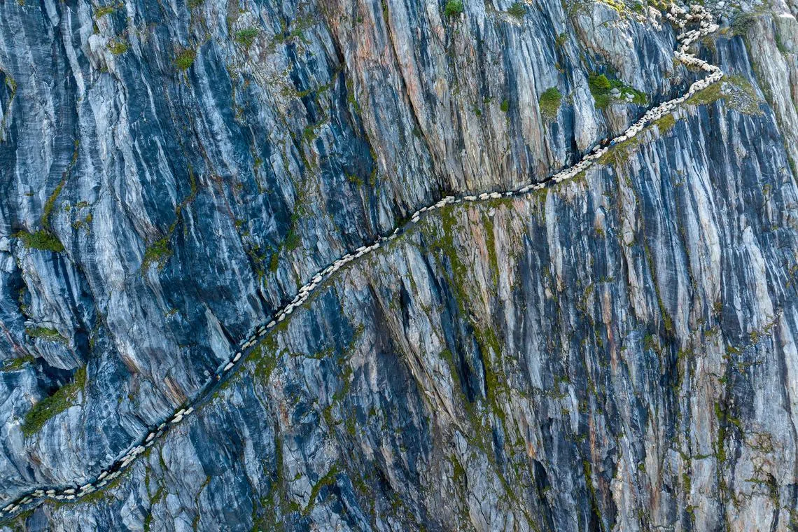 An aerial view of sheep that could once cross on a glacier that filled the canyon, but are now using a path that was cut into rock face in the 1970s, near Belalp, Switzerland, Aug 26, 2023. 