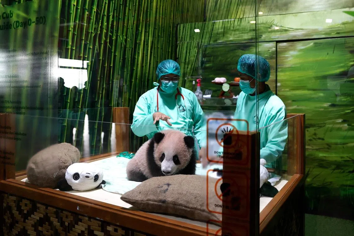 Giant panda cub Satrio Wiratama, nicknamed Rio, undergoing a routine medical examination at Taman Safari Indonesia in Bogor, Indonesia, May 15. Rio is Indonesia’s first-born giant panda cub, born to father Cai Tao and mother Hu Chun, who arrived in Indonesia in 2017 as part of a conservation partnership with China. 