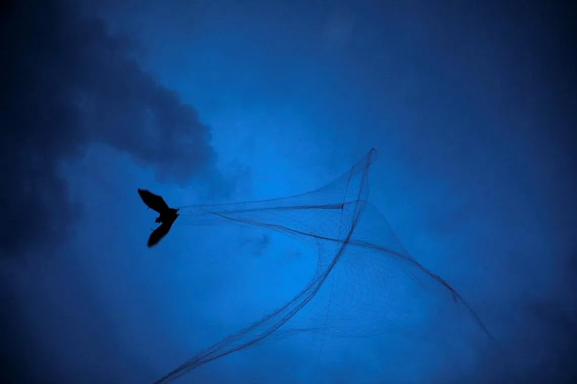 Low risk of Nipah virus spread beyond India, no need for travel restrictions: WHO