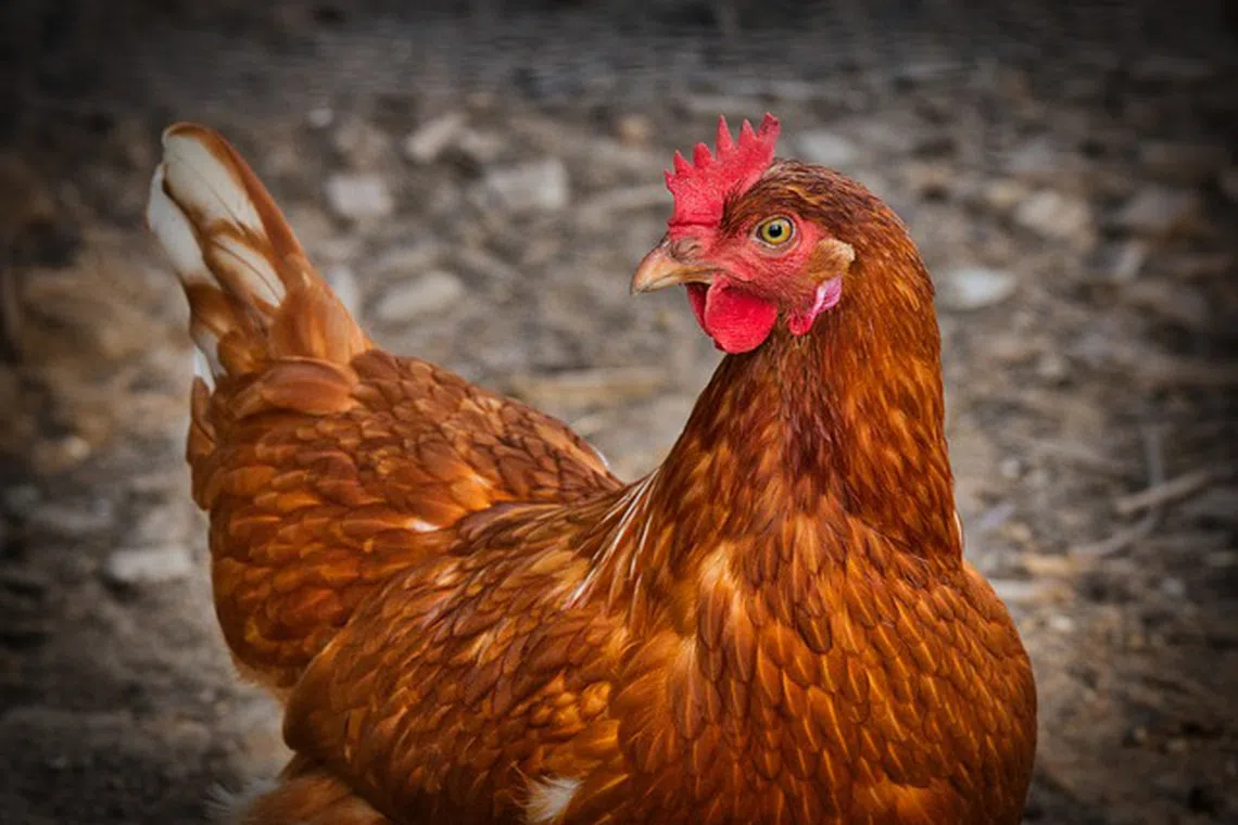 Since checks revealed the infection only in one of the halls at the farm located 150km west of Prague, the majority of the flock could be spared.