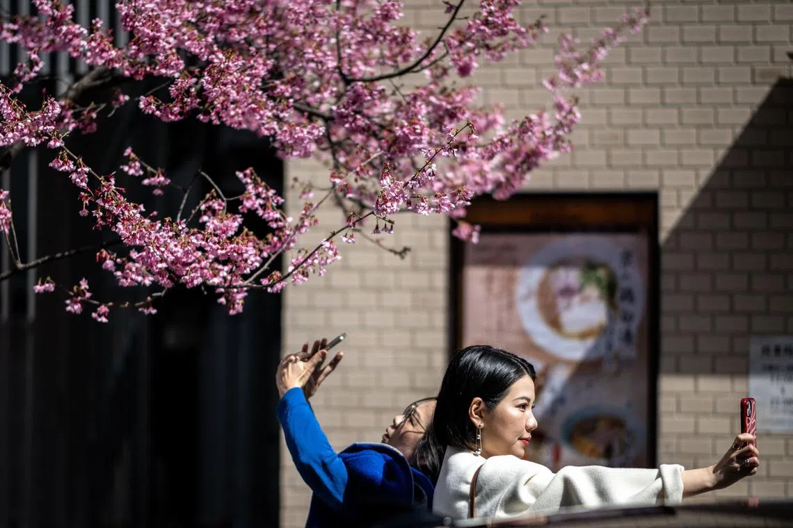 People taking pictures with the cherry blossom trees at the Chuo district of Tokyo on March 15, 2024. 