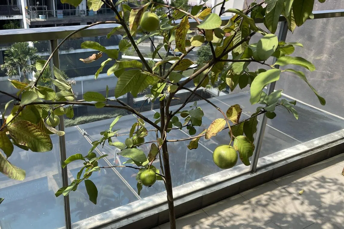 The plant's yellowing leaves indicate that the plant is suffering from a lack of water, nutrients or both. 