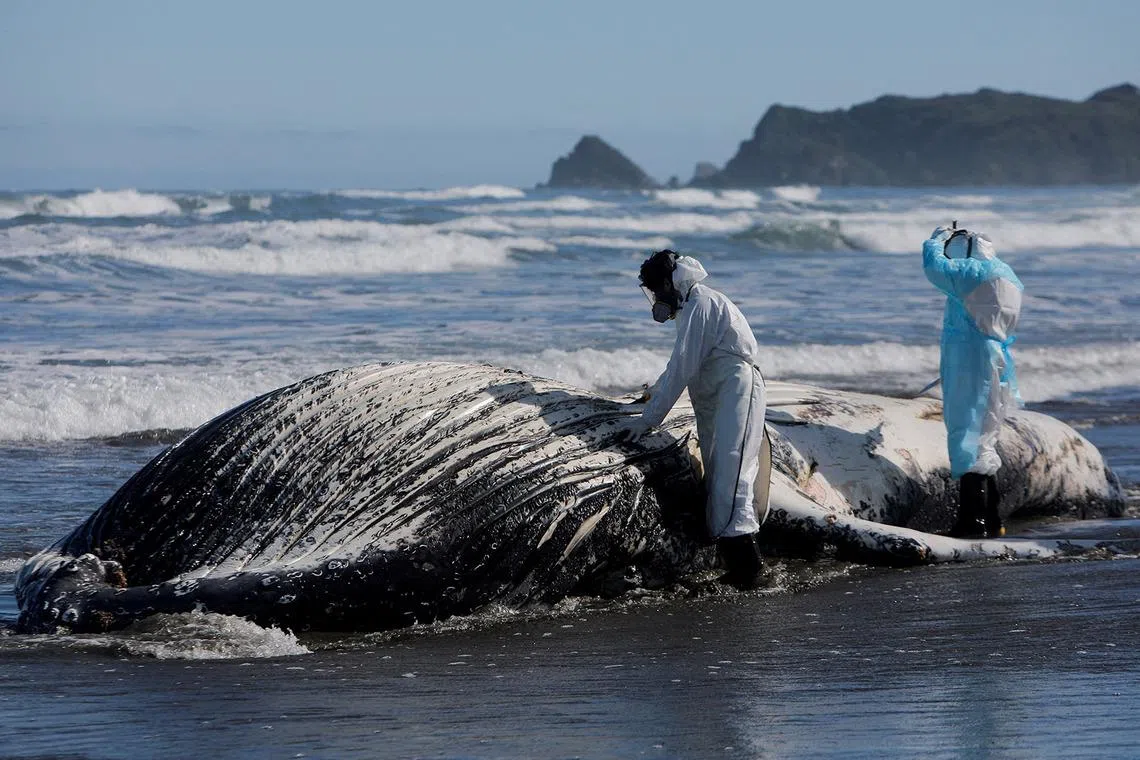 Members of Chile's National Fisheries and Aquaculture Service (Sernapesca) collect samples to determine the cause of death of a juvenile humpback whale stranded on Cucao beach, Chiloe Island, Chile, April 5, 2026. REUTERS/Amilix Fornerod TPX IMAGES OF THE DAY