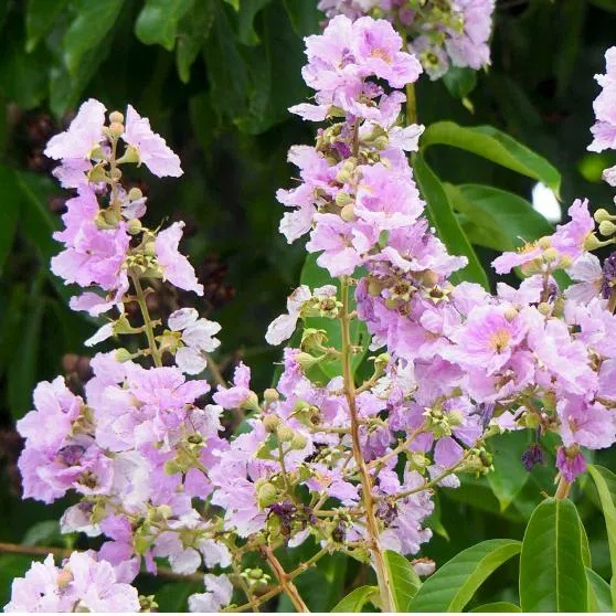 Clockwise from top-left: Common Sterculia's flowers, Sea Gutta, Katong Laut, and Lagerstroemia Genus's flowers