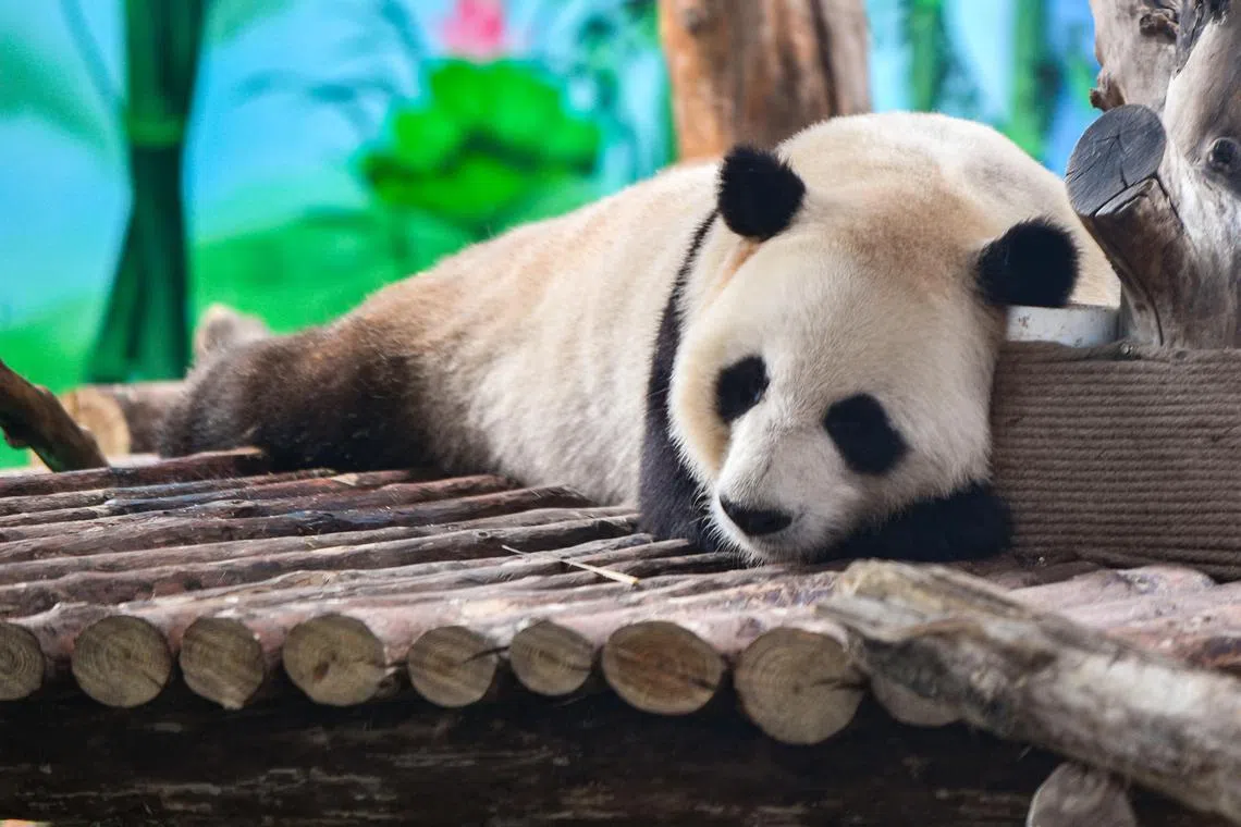 epa11300707 Giant panda Jia Bao takes a rest at Lanzhou Wild Animal Park in Lanzhou, capital of northwest China's Gansu Province, April 25, 2024. Four giant pandas that have moved to their new home in Lanzhou made their public debut there on Thursday.  The pandas, three males and one female, arrived at Lanzhou Wild Animal Park on April 2 from the China Conservation and Research Center for Giant Pandas in the neighboring Sichuan Province.  EPA-EFE/XINHUA / Lang Bingbing CHINA OUT / UK AND IRELAND OUT  /       MANDATORY CREDIT  EDITORIAL USE ONLY  EDITORIAL USE ONLY