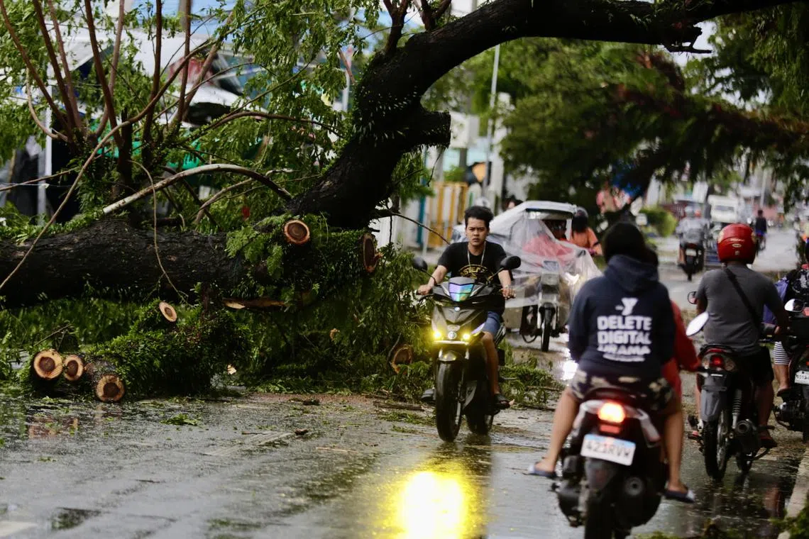 epa11726690 Motorists drive past a fallen tree in the typhoon-hit municipality of Baler, Aurora province, Philippines, 18 November 2024. Local government units in  typhoon Man-yi’s path from Bicol region to Luzon region conducted pre-emptive evacuation of citizens to safeguard against floods and strong winds.  EPA-EFE/FRANCIS R. MALASIG