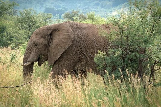 Elephant in Sabah tramples man to death as son escapes at palm oil plantation